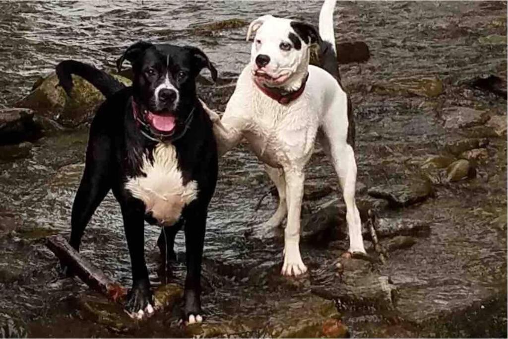 Roscoe Cottage Pet Friendly Bagian luar foto